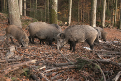Waldwirtschaft im Wandel, Podiumsdiskussion am 1. November. Aufn. Copyright Sielmann Stiftung