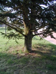 Lokalisierung einer Starkwurzel